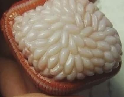 One Teaspoon And All The Worms In The Body Die Instantly! Try It